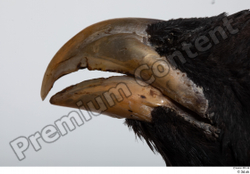 Mouth Bird Animal photo references